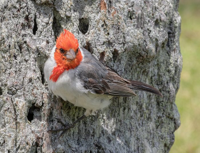 red crested cardinal