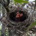 Everything You Need to Know About a Cardinal Nest