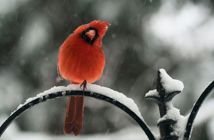 cardinal in snow