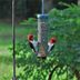 Bird Feeder Placement: Where and How to Hang a Bird Feeder