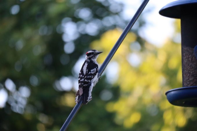 how to hang bird feeder