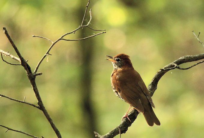 wood thrush