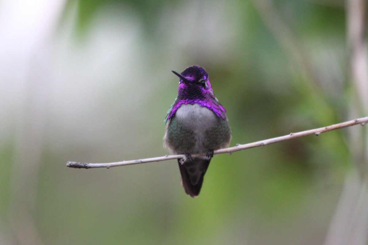 costa's hummingbird