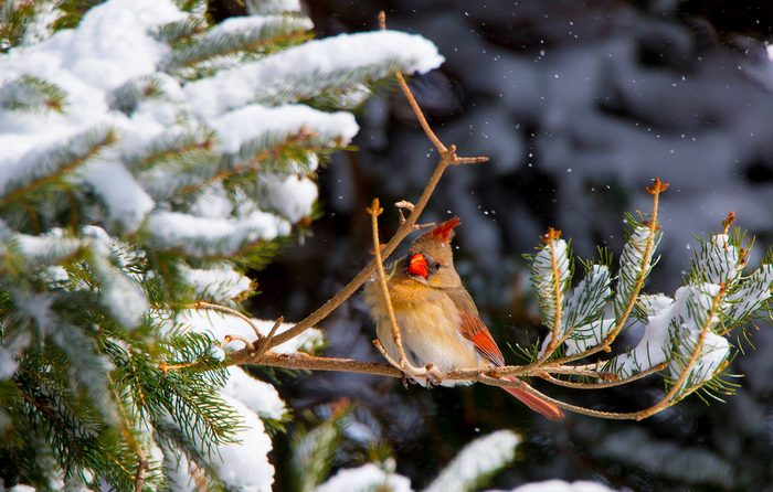 female cardinal in snow