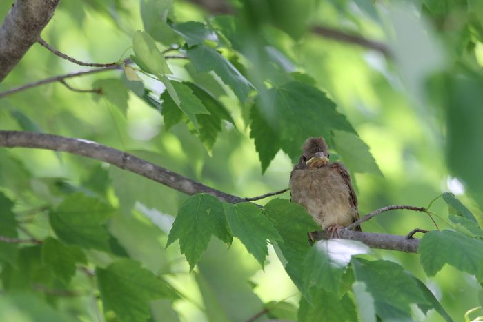 baby cardinal