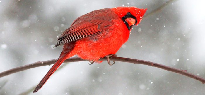cardinal in the snow