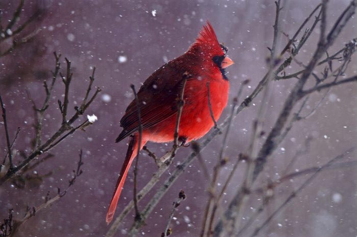 cardinal in snow