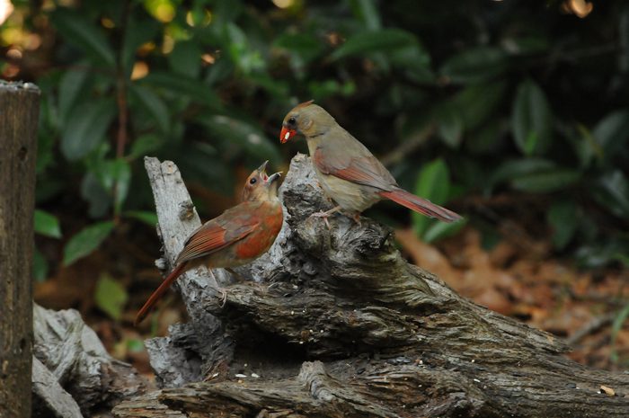 baby cardinal with mom