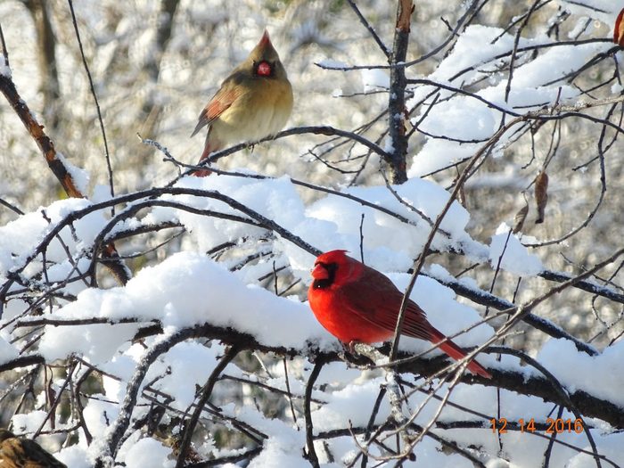 male and female cardinal in the snow