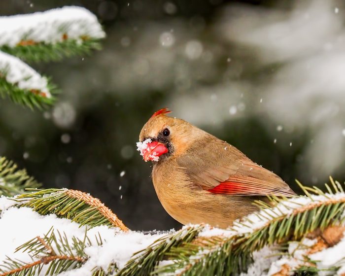 female cardinal in snow