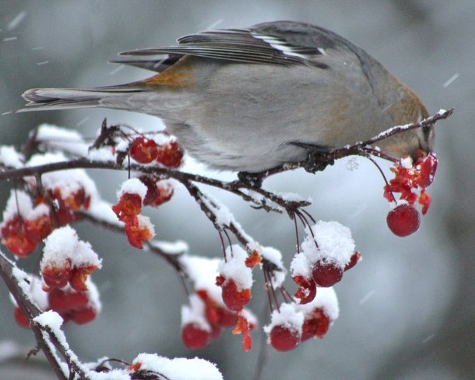 pine grosbeak
