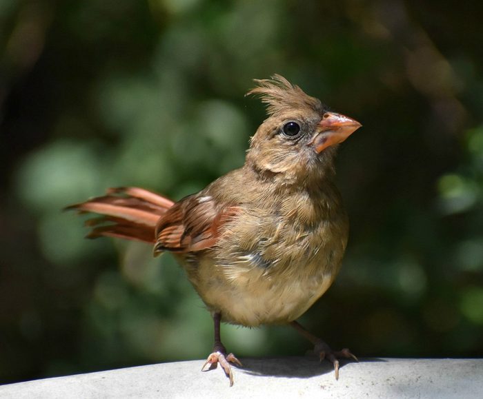 juvenile cardinal