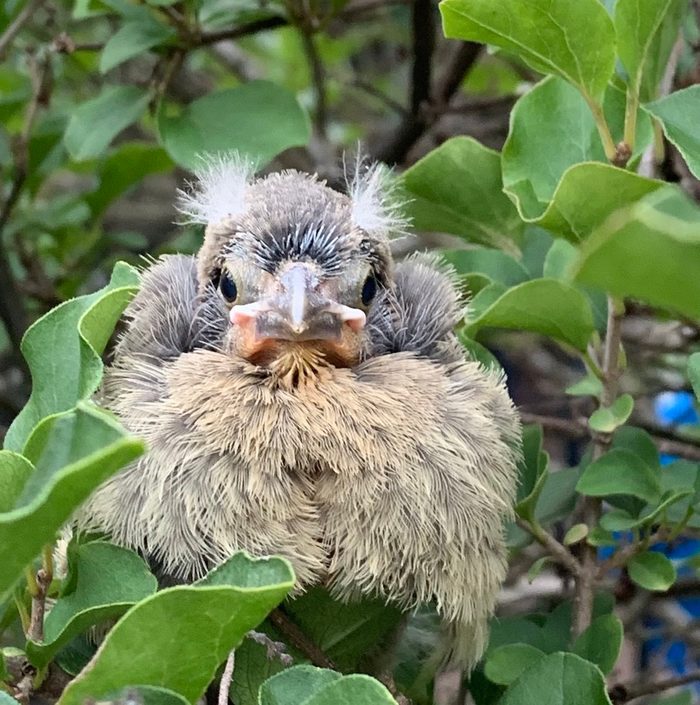 Baby Cardinal Preparing To Leave The Nest.