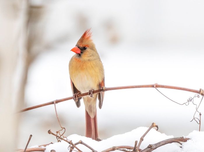 cardinal at feeder