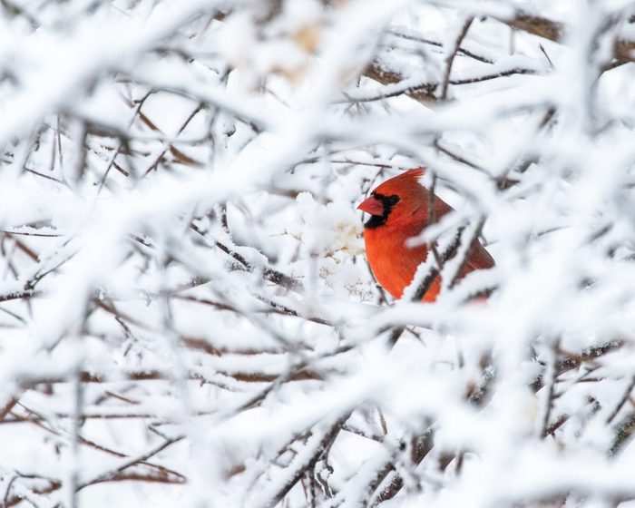 male cardinal in snow