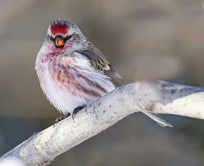 common redpoll in winter