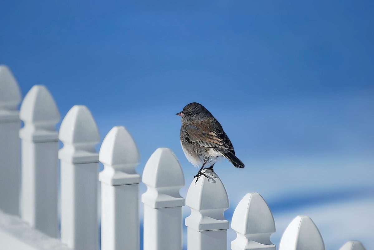 dark eyed junco on fence