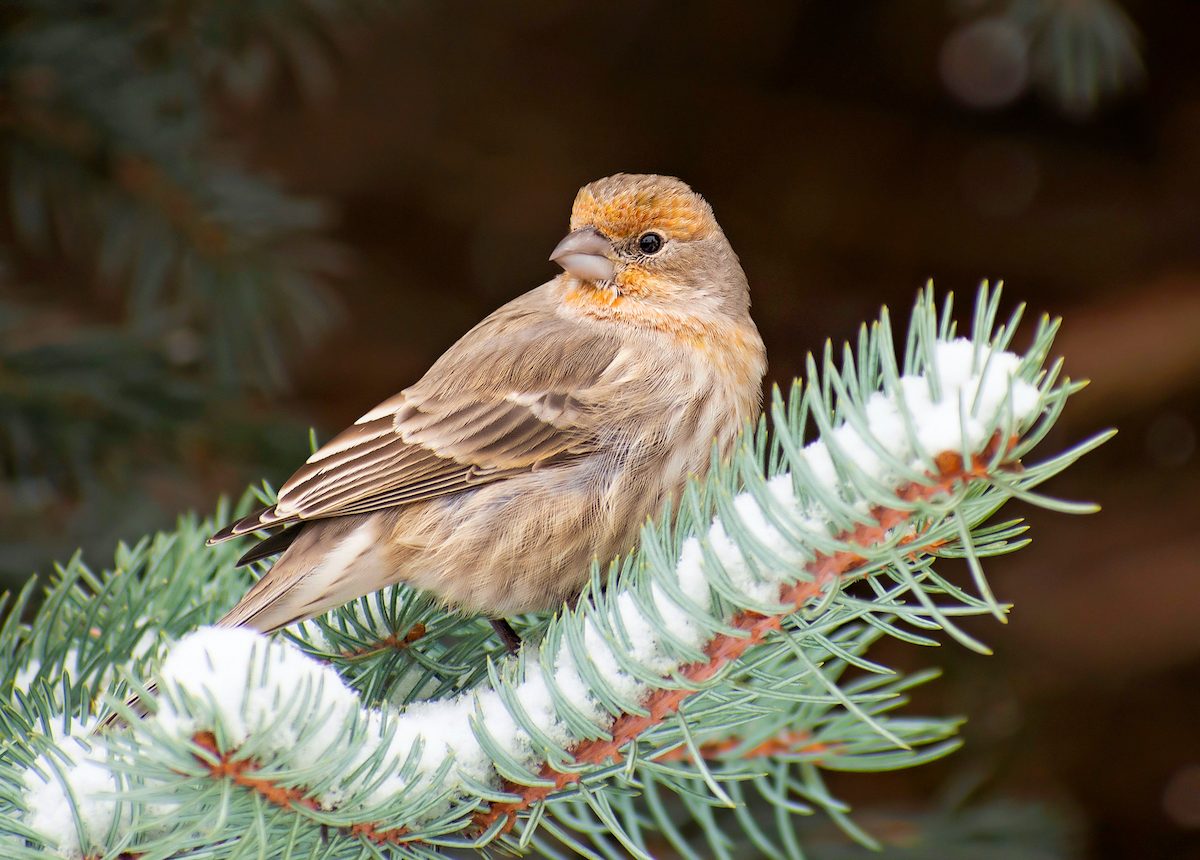 house finch on snowy branch