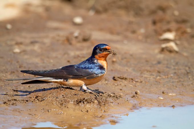Barn swallow