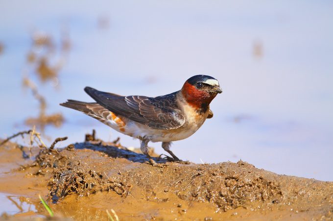 Cliff swallow