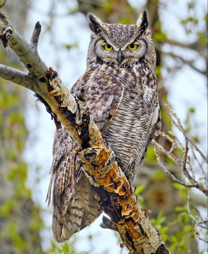 Great horned owl
