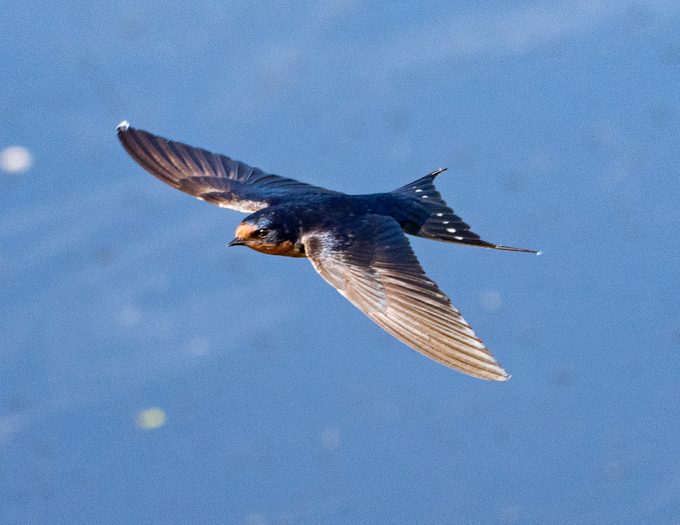 Flying Barn Swallow