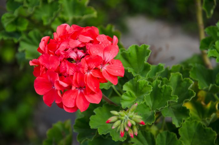blooming houseplants, Geranium Pelargonium in bloom