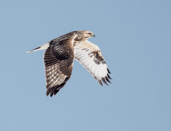what do hawks eat