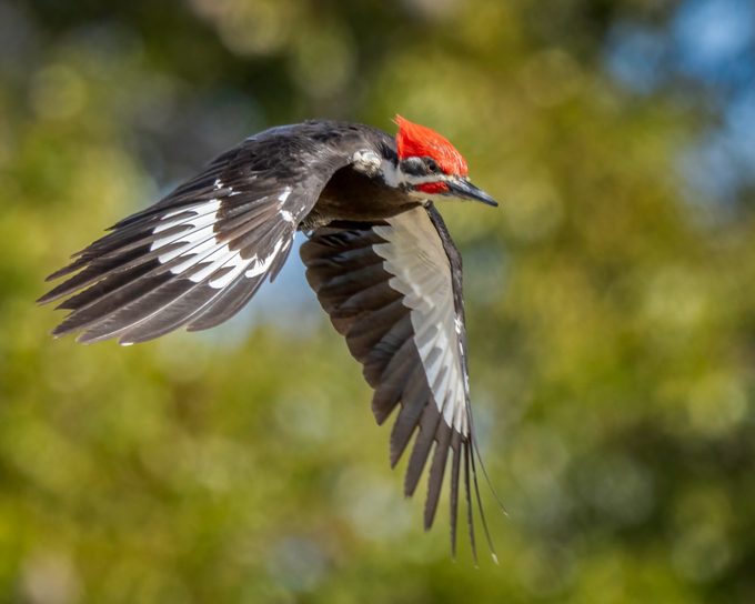 Piliated in Flight
