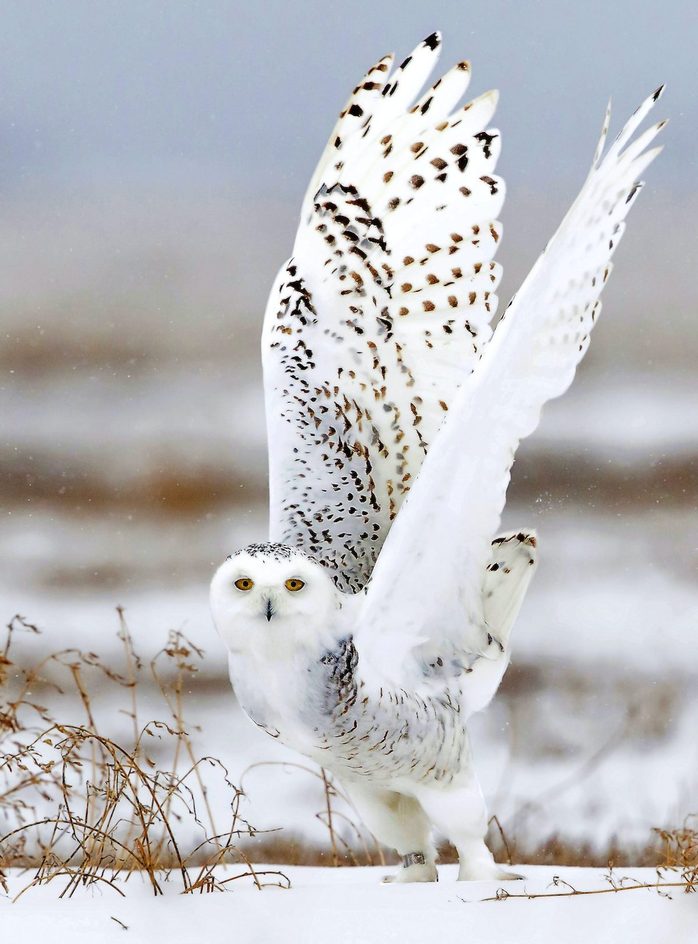 Snowy owl