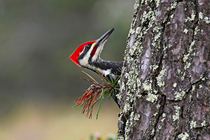 A male pileated woodpecker clinging to the side of a tree.
