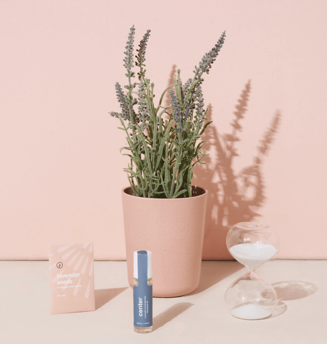 lavender growing kit