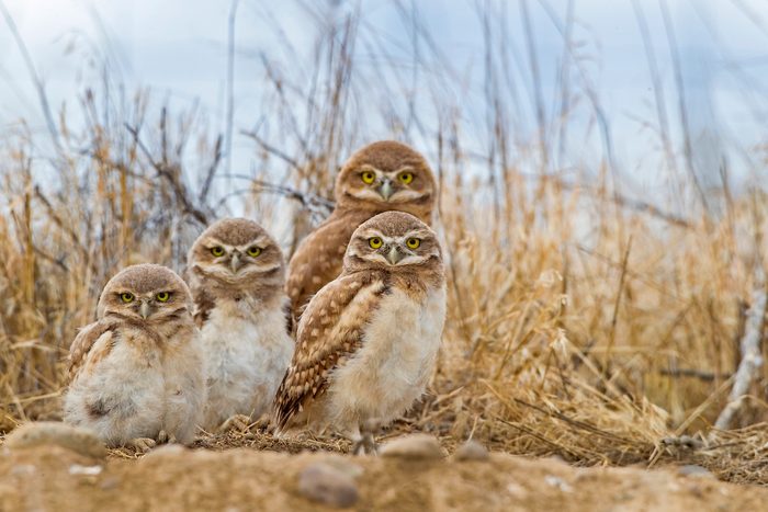 Burrowing owls