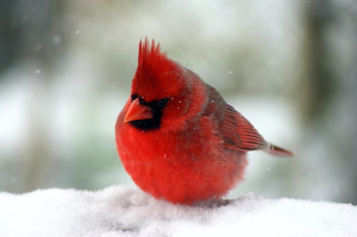 male cardinal in snow