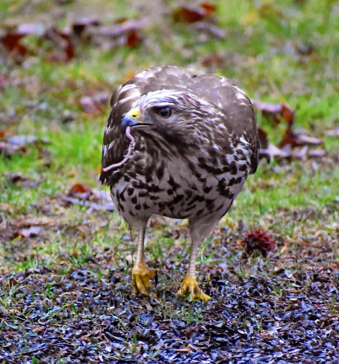 what do hawks eat