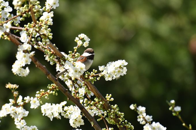 chestnut backed chickadee