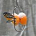 Baltimore Oriole Migration: Do Orioles Migrate?