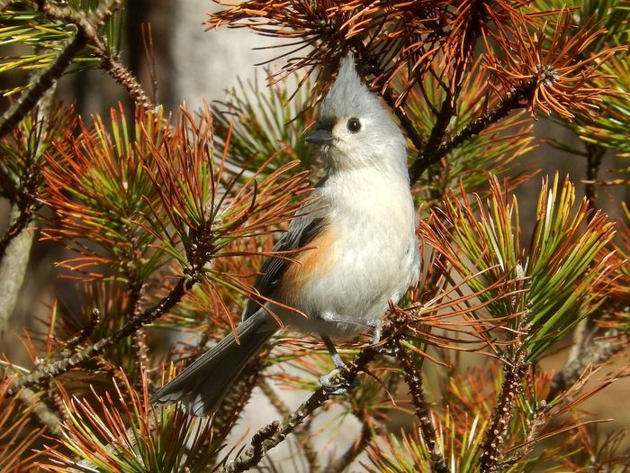 how to help birds in winter