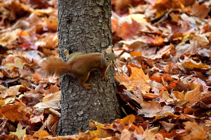 fun facts about squirrels