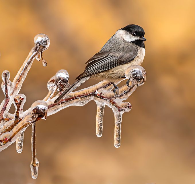 black capped chickadee vs carolina chickadee