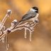 Black Capped Chickadee vs Carolina Chickadee: ID Challenge