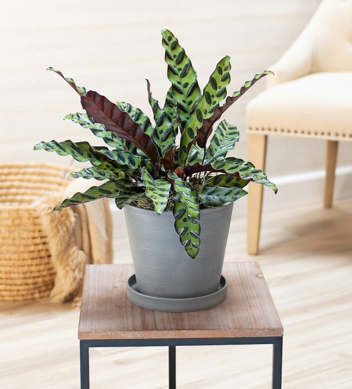 Rattlesnake plant, pet friendly plants