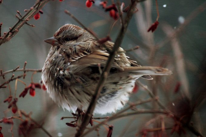 song sparrow