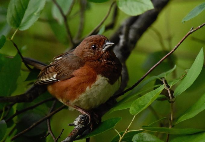 female eastern towhee