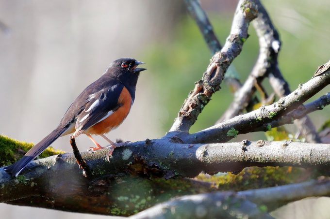 eastern towhee