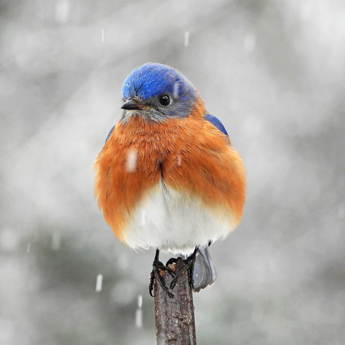 how to attract birds, Bnbugc Rebecca Boyd 2