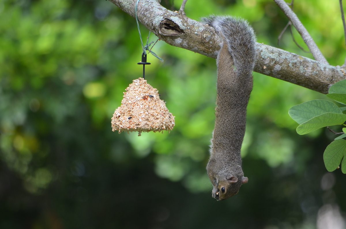 fun facts about squirrels