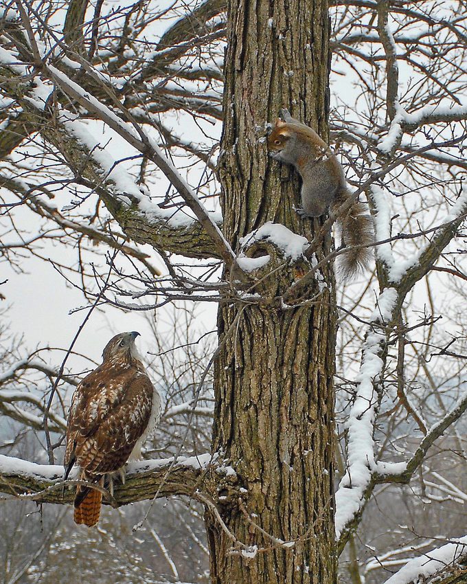 fun facts about squirrels