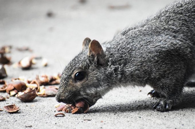 8 Nutty and Fun Facts About Squirrels