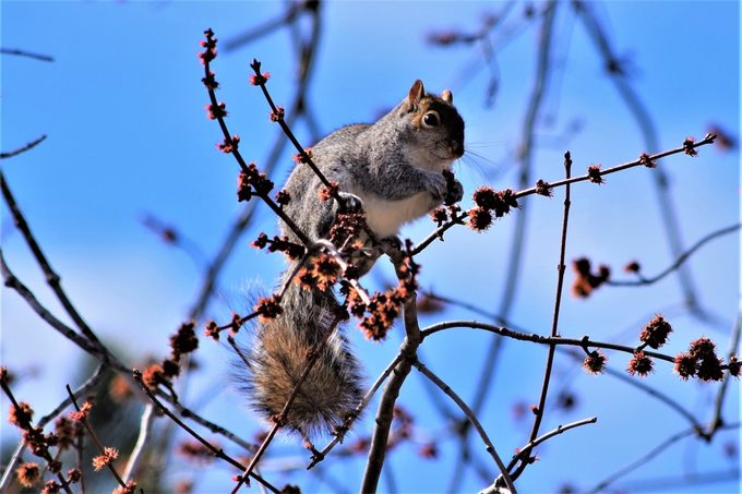 fun facts about squirrels